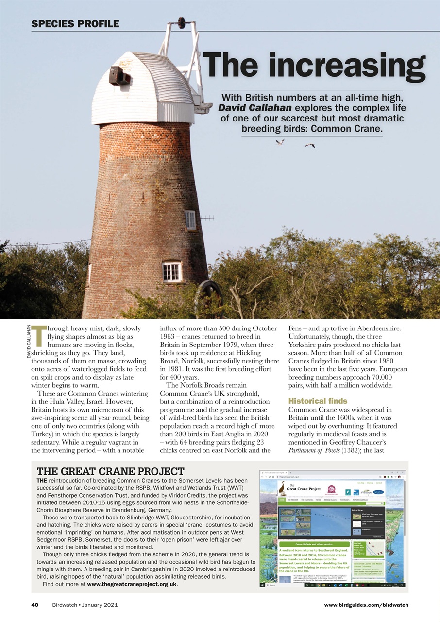 Birdwatch Magazine Preview Pages