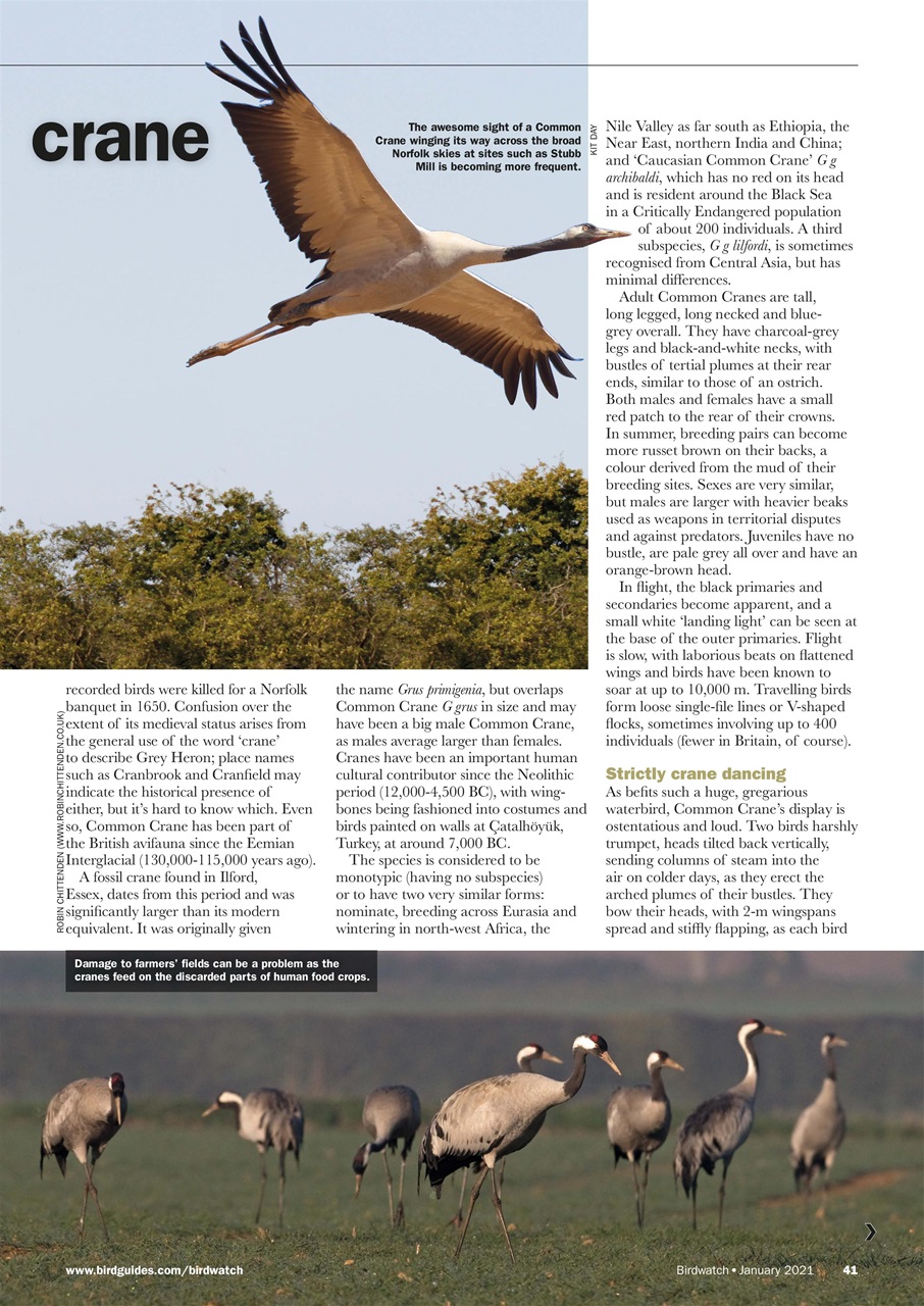 Birdwatch Magazine Preview Pages