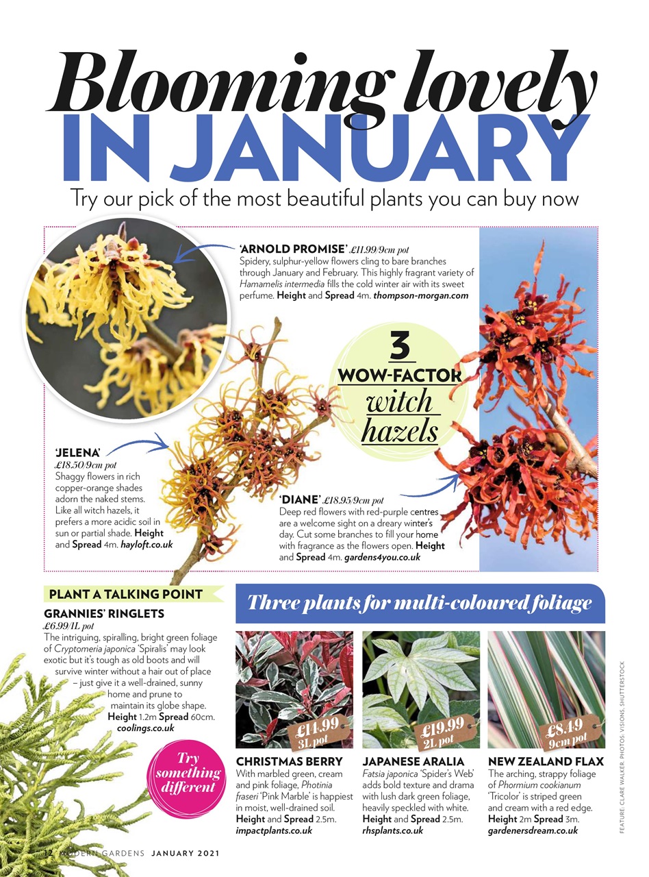 Modern Gardens Preview Pages