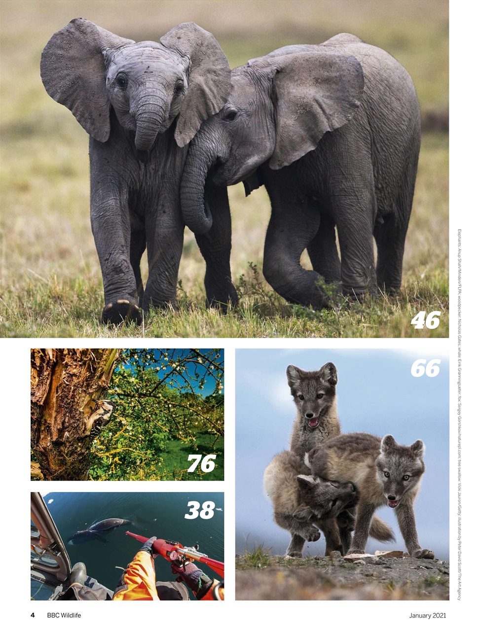BBC Wildlife Magazine Preview Pages