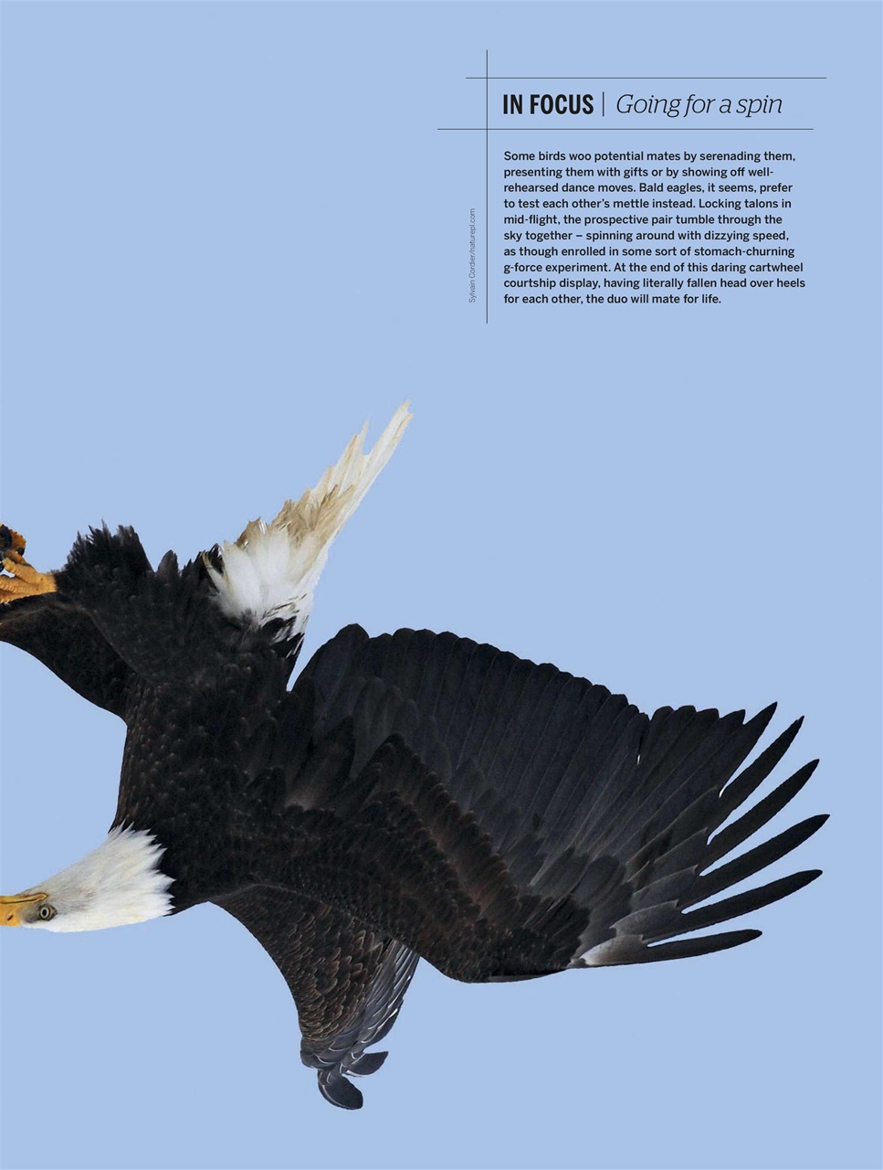 BBC Wildlife Magazine Preview Pages