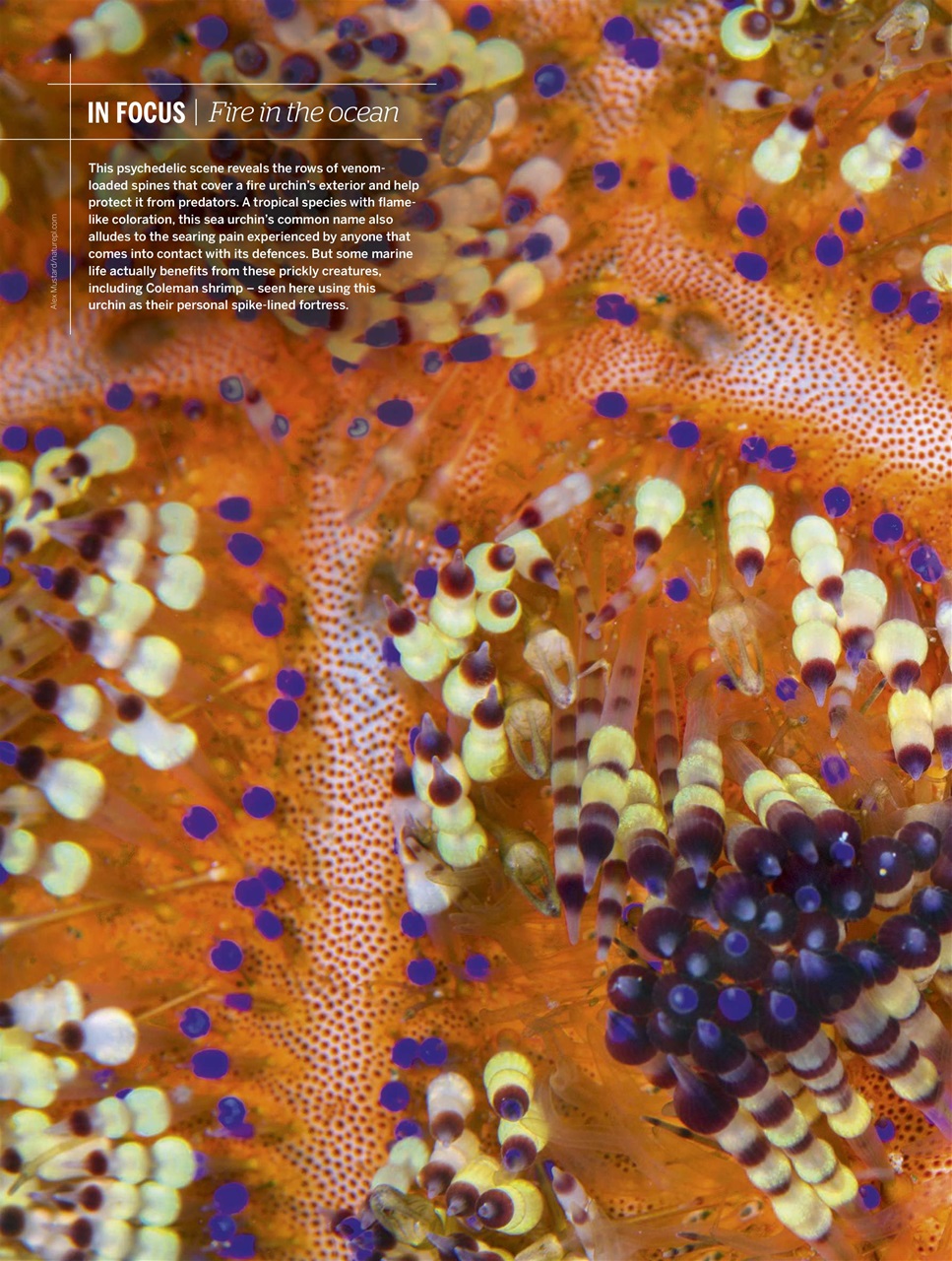 BBC Wildlife Magazine Preview Pages