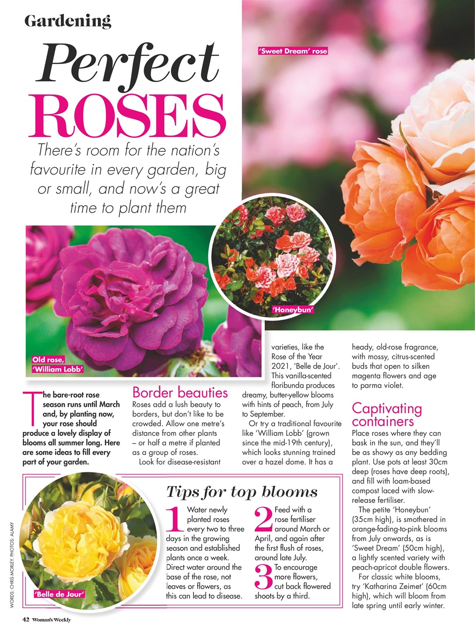 Woman's Weekly Preview Pages