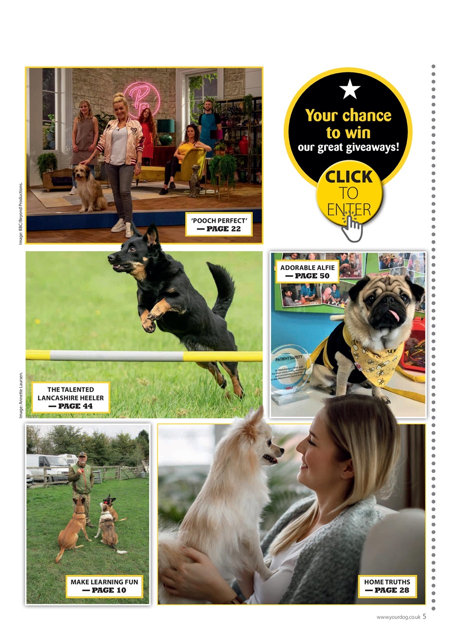 Your Dog Preview Pages