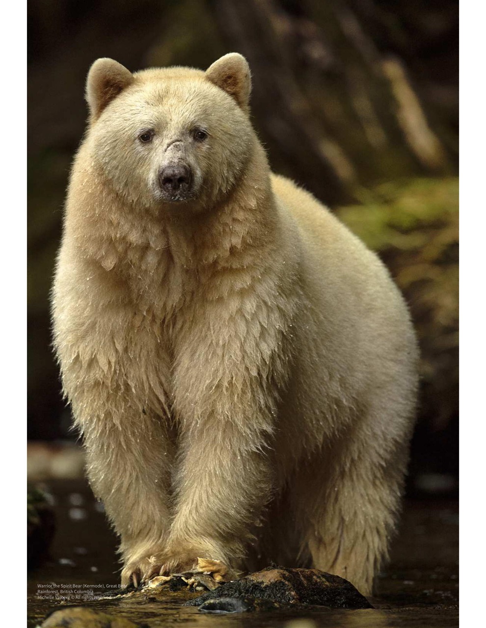 Lens Magazine Preview Pages