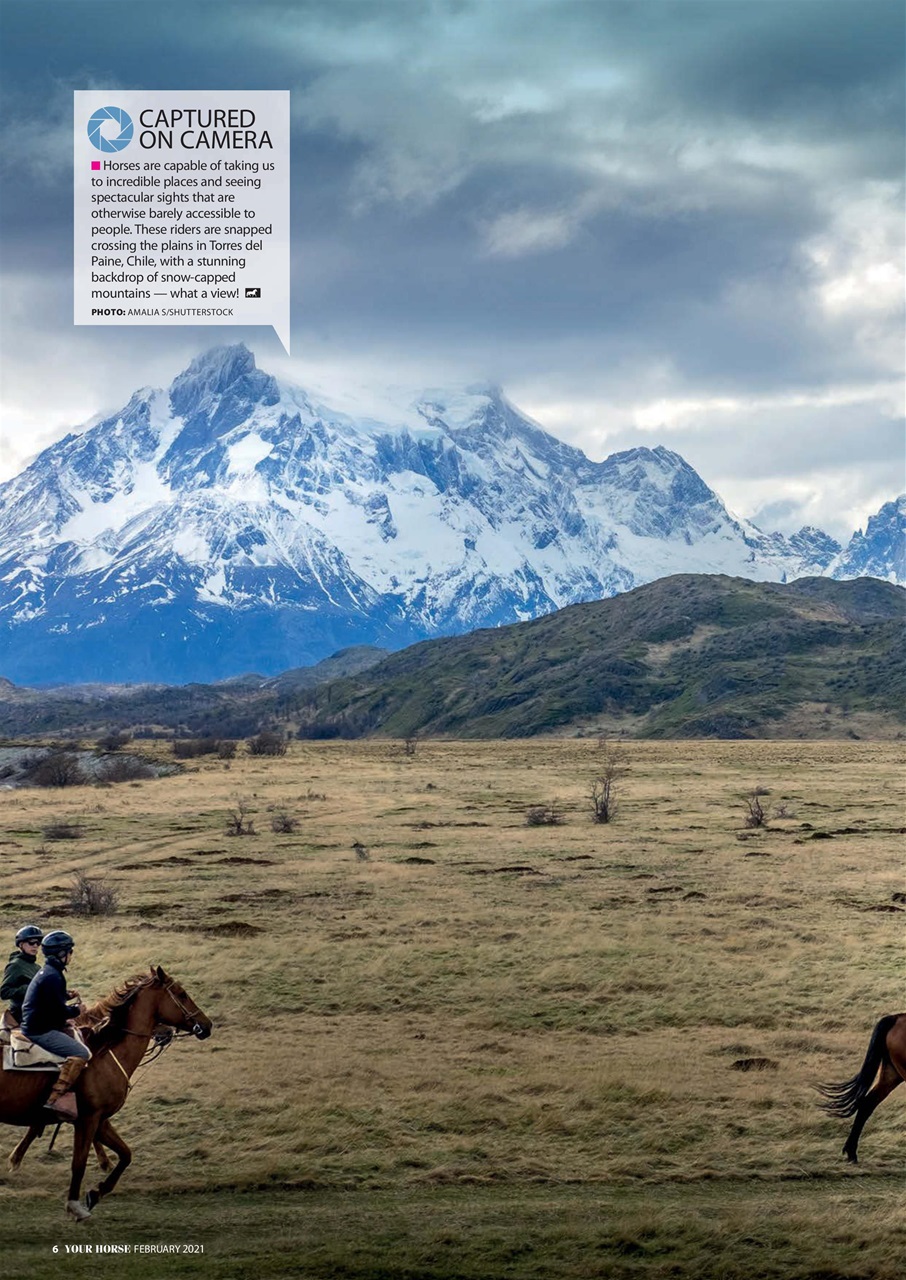 Your Horse Preview Pages