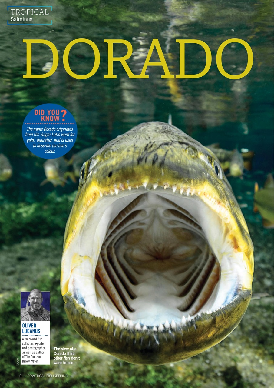 Practical Fishkeeping Preview Pages