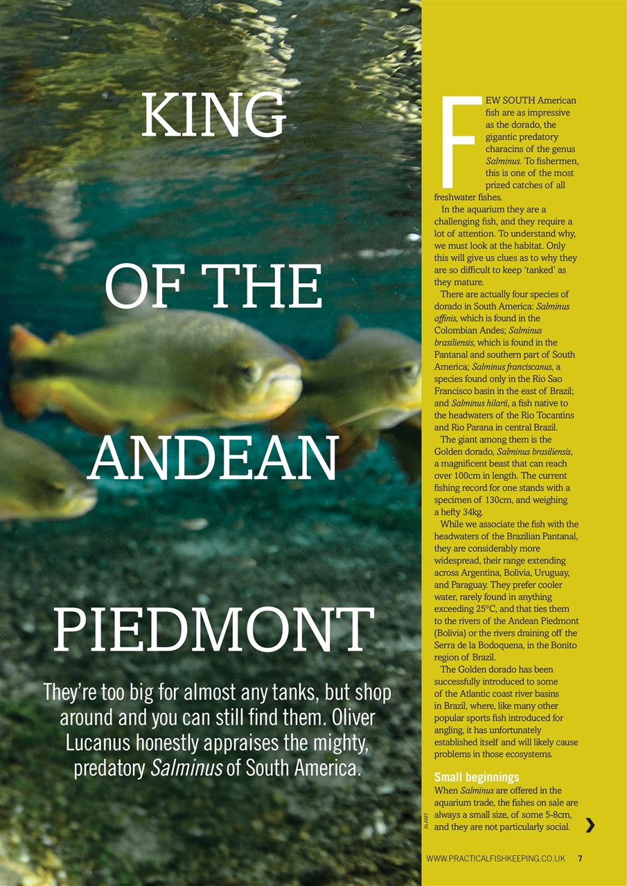 Practical Fishkeeping Preview Pages