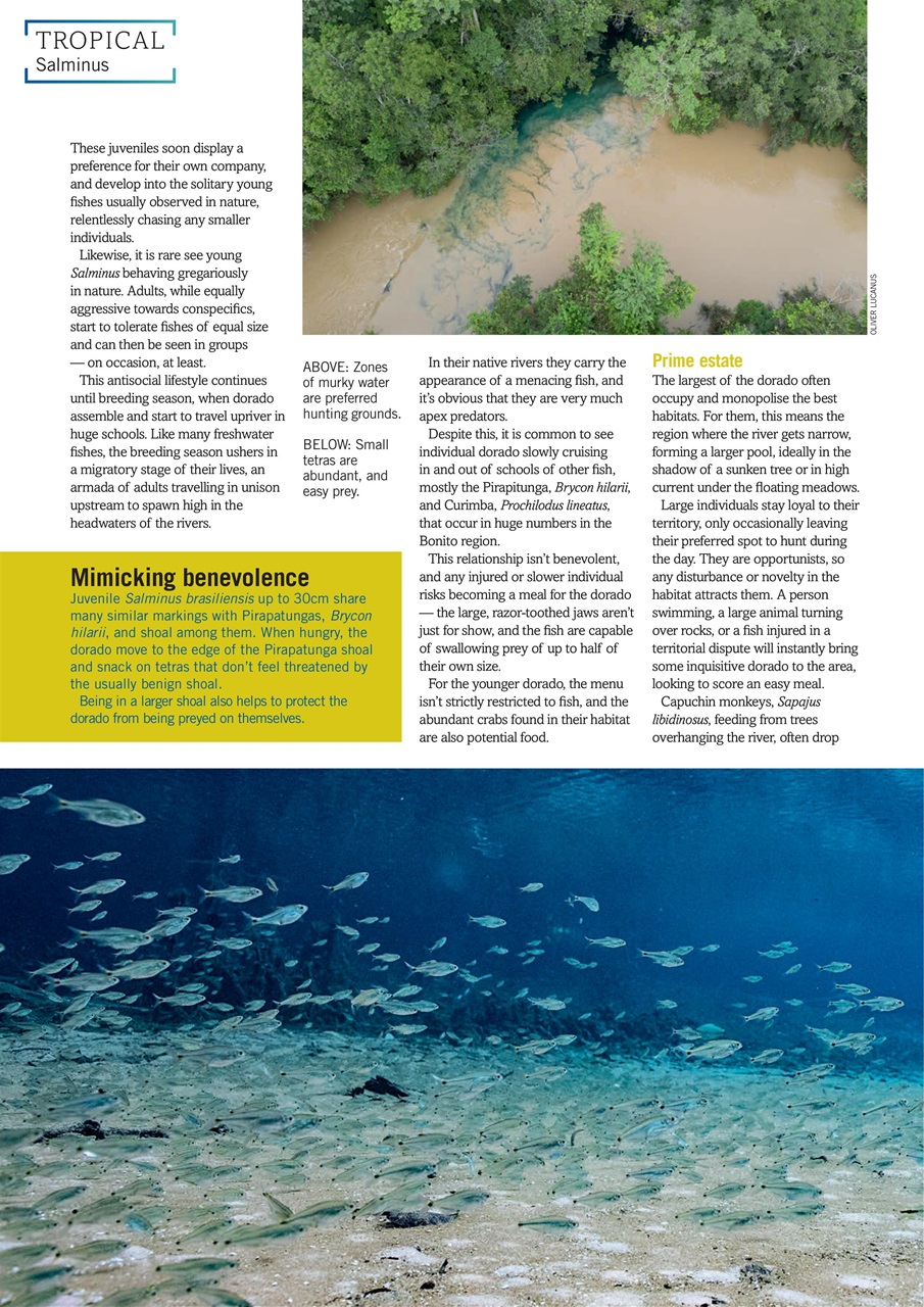 Practical Fishkeeping Preview Pages