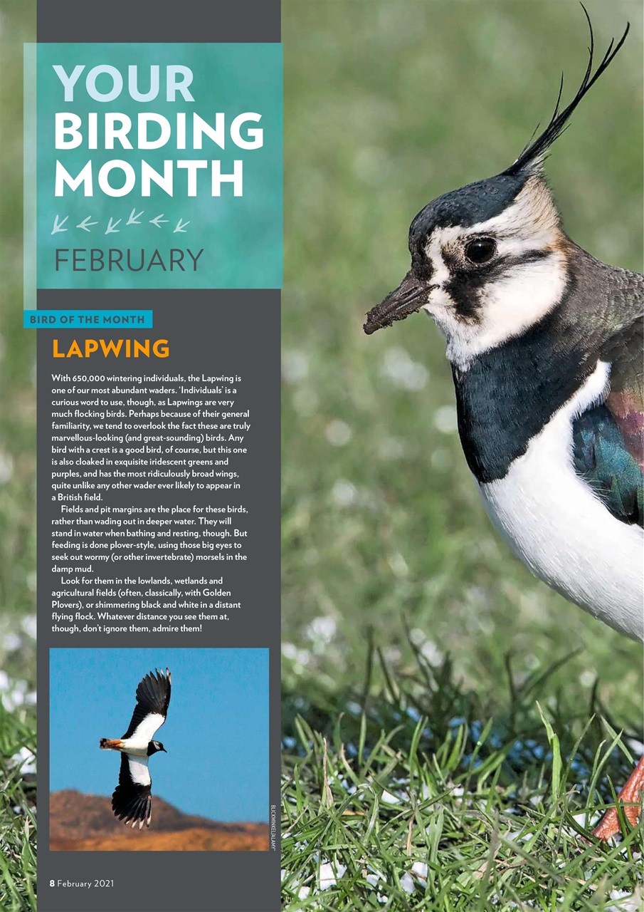 Bird Watching Preview Pages