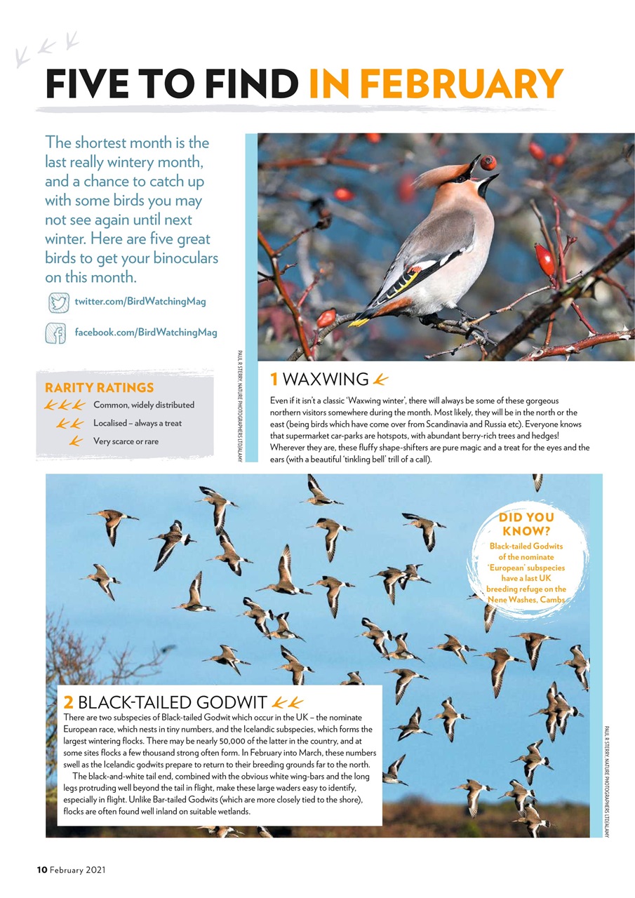Bird Watching Preview Pages