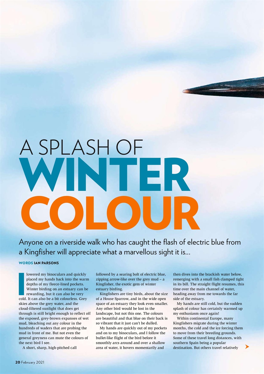 Bird Watching Preview Pages