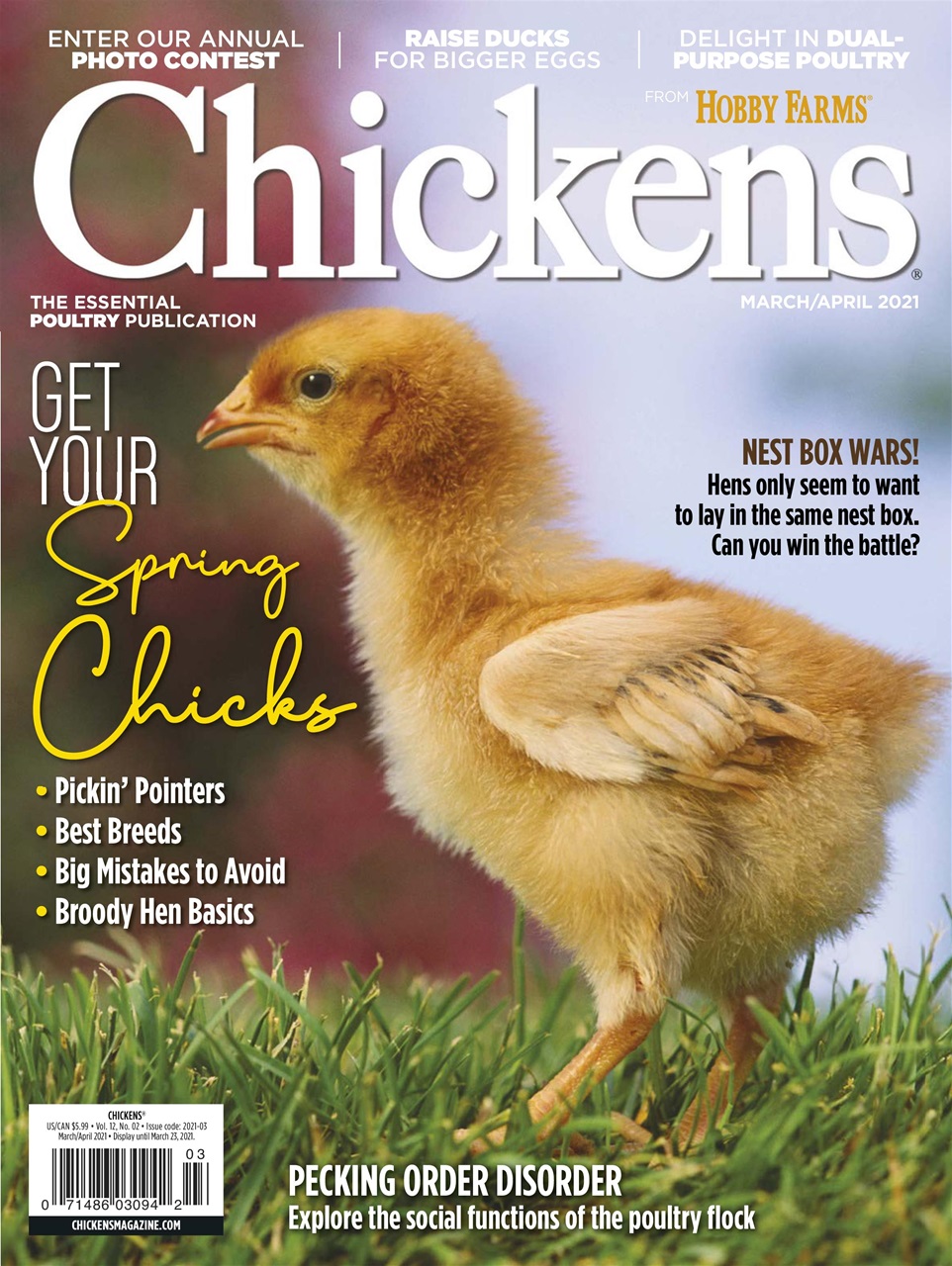 Chickens Magazine Preview Pages