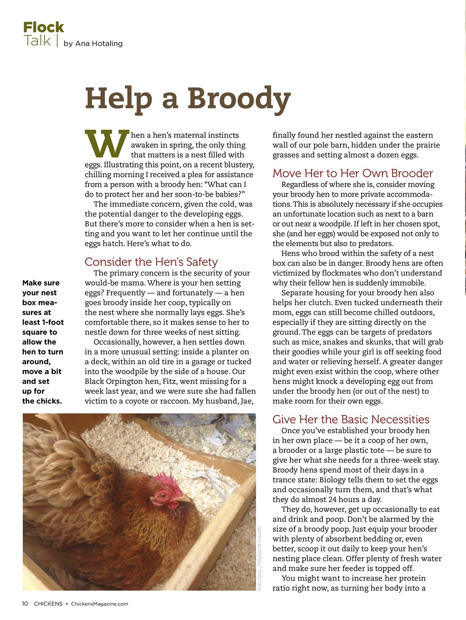 Chickens Magazine Preview Pages