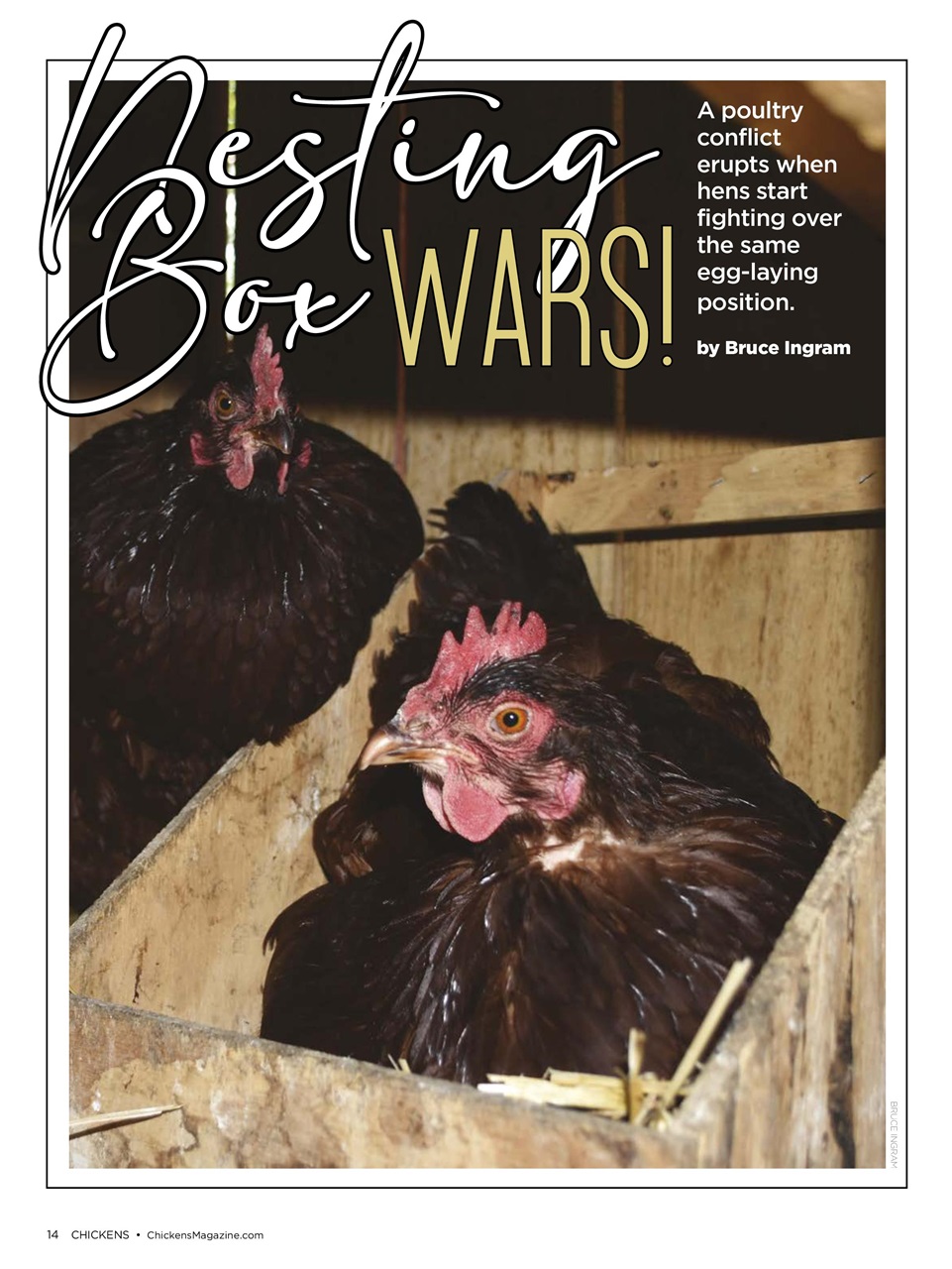 Chickens Magazine Preview Pages