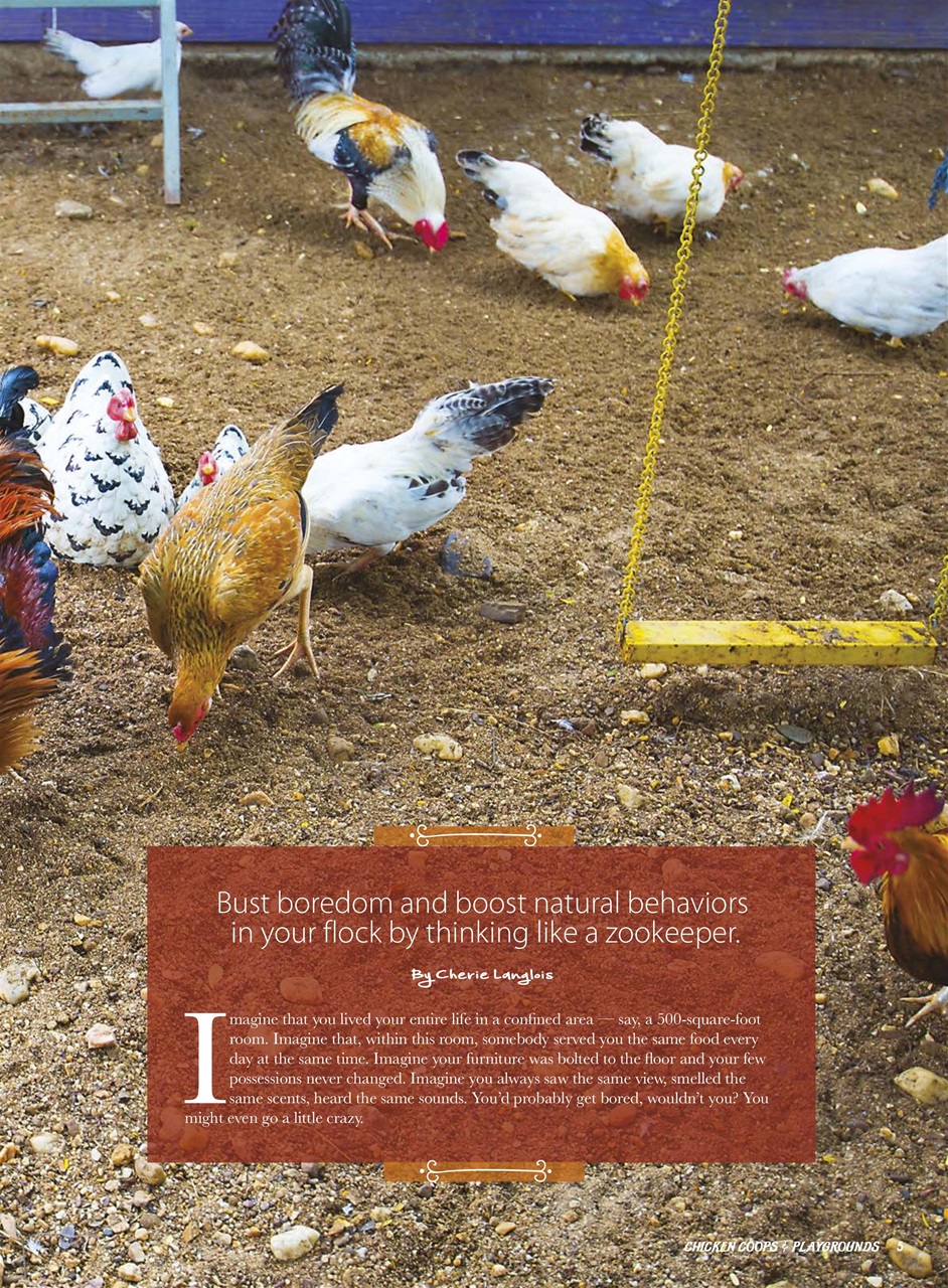 Chickens Magazine Preview Pages