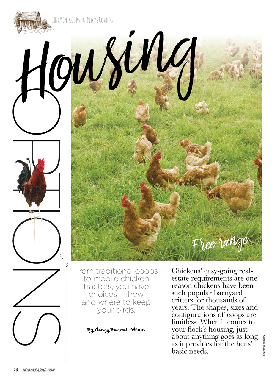 Chickens Magazine Preview Pages