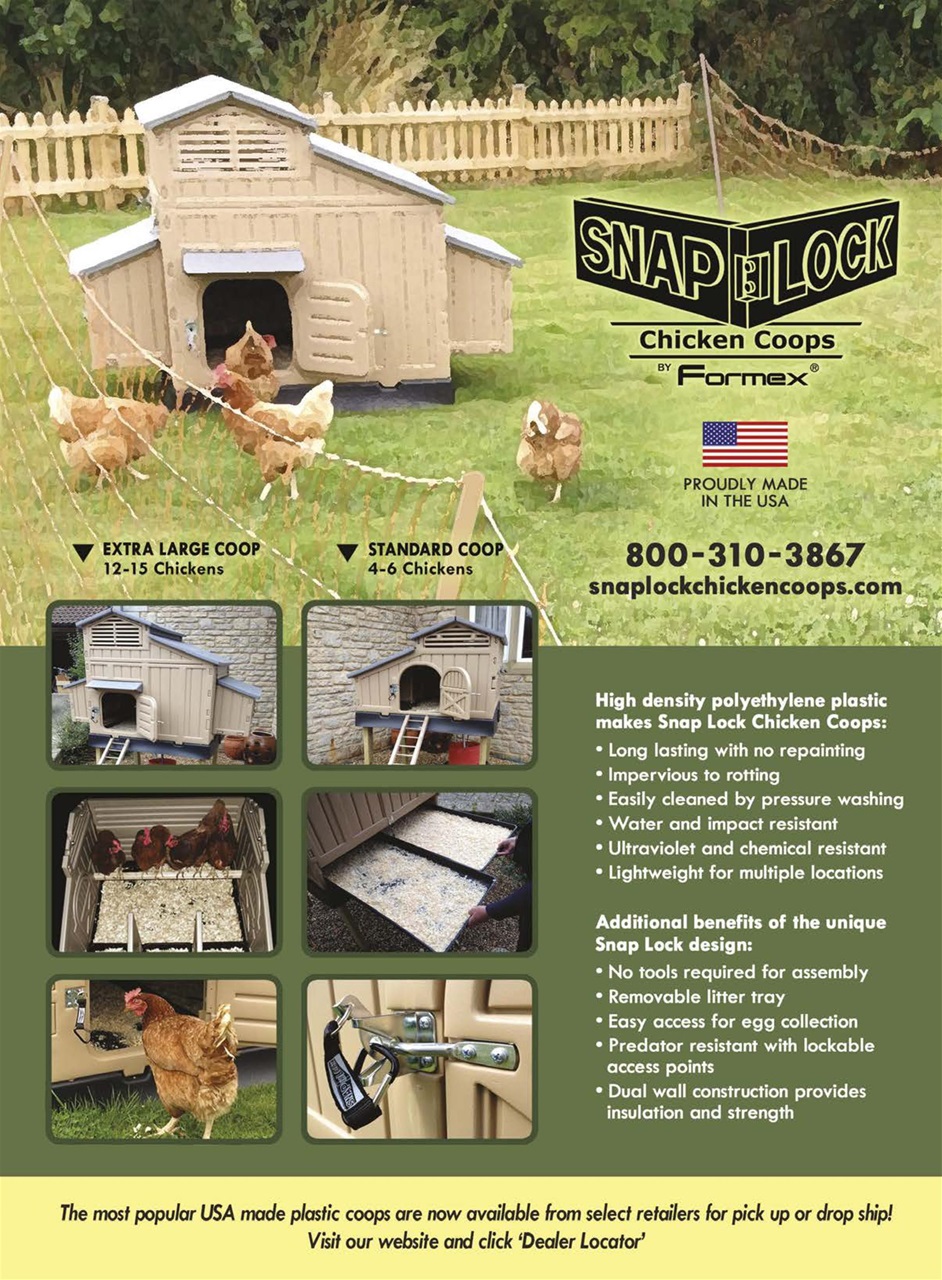 Chickens Magazine Preview Pages
