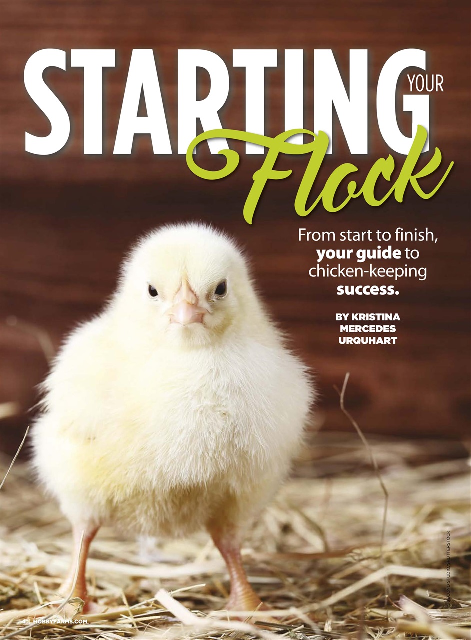 Chickens Magazine Preview Pages