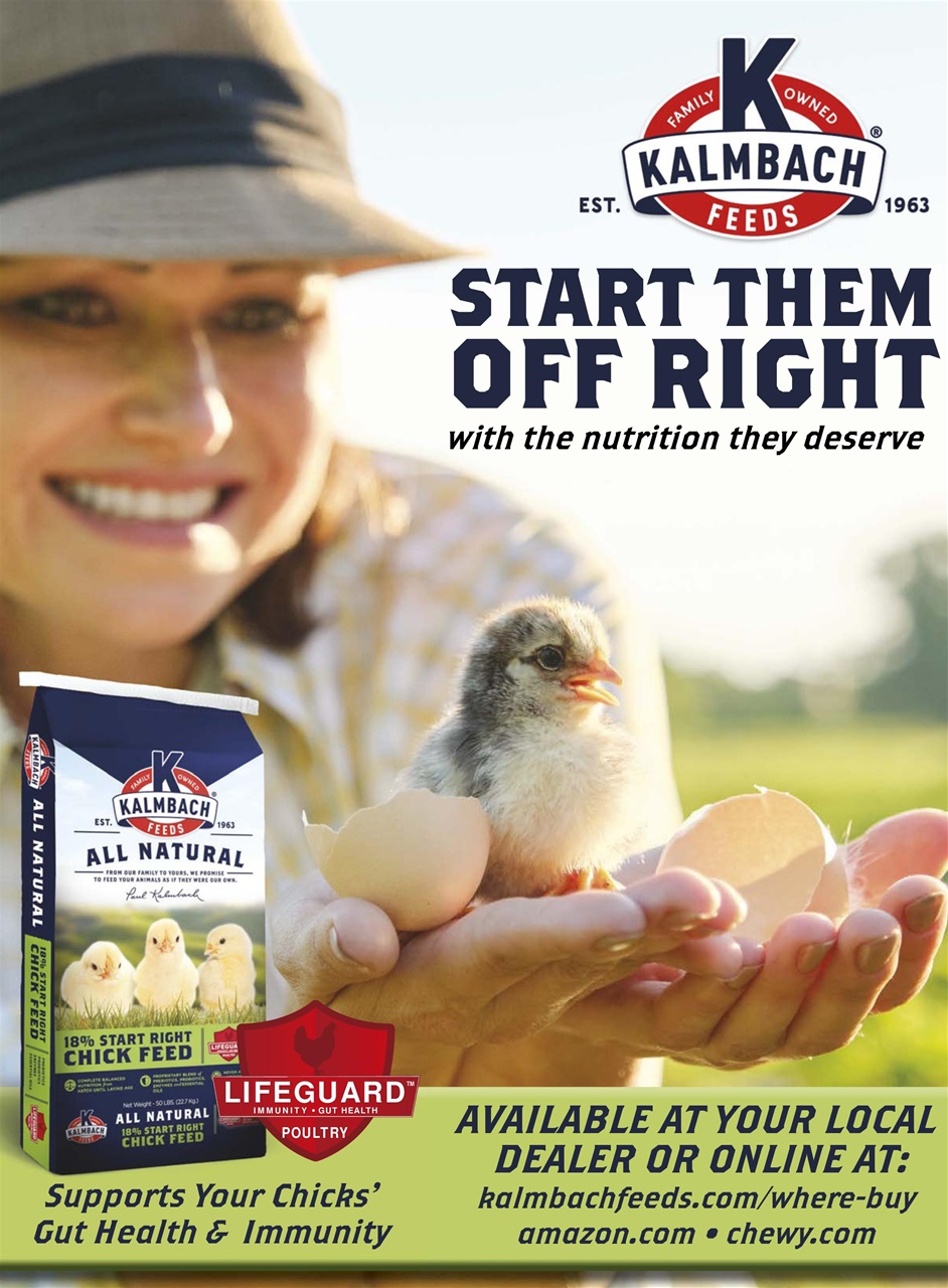 Chickens Magazine Preview Pages