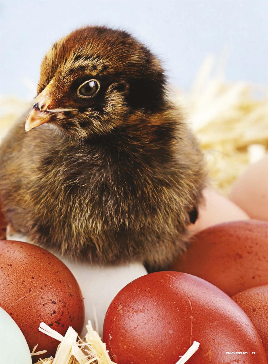 Chickens Magazine Preview Pages