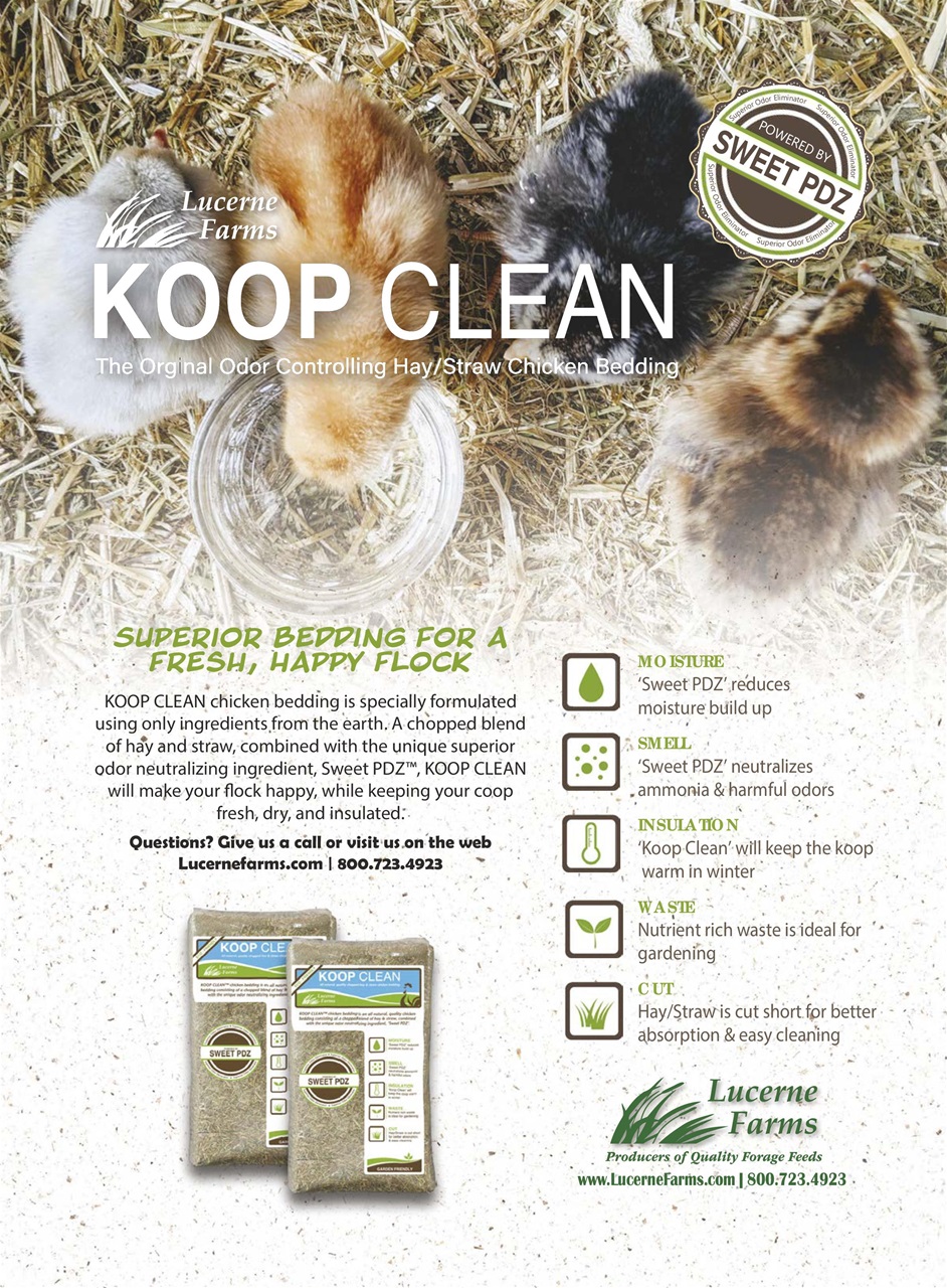 Chickens Magazine Preview Pages