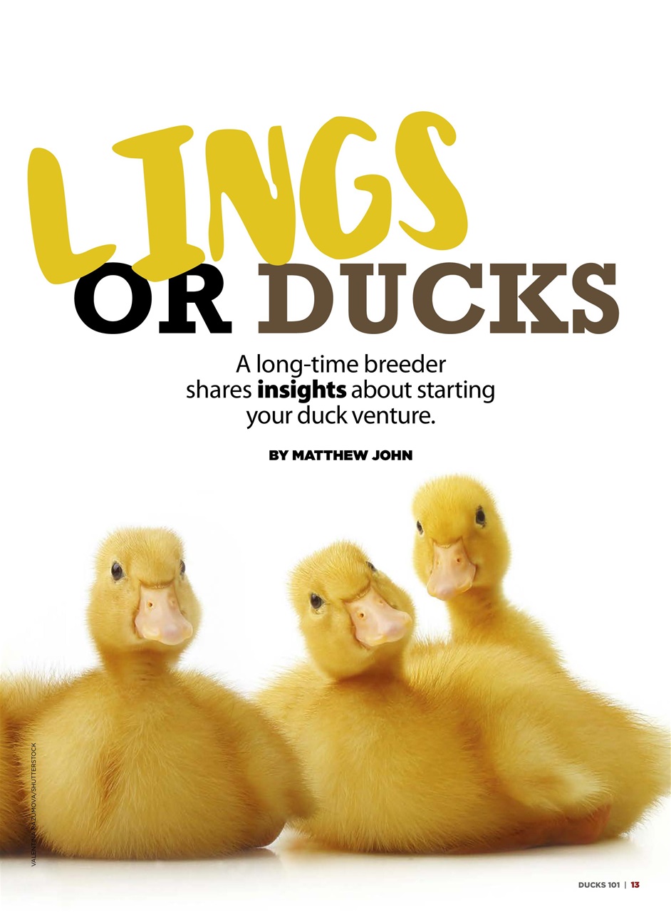 Chickens Magazine Preview Pages