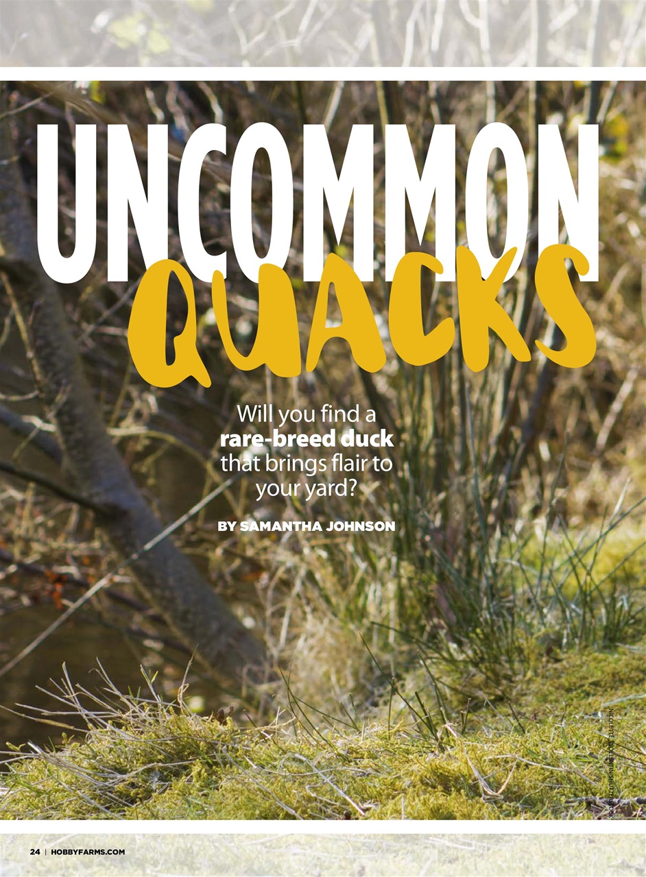 Chickens Magazine Preview Pages