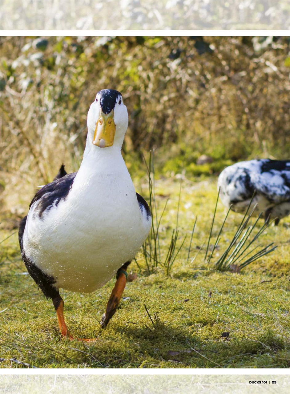 Chickens Magazine Preview Pages