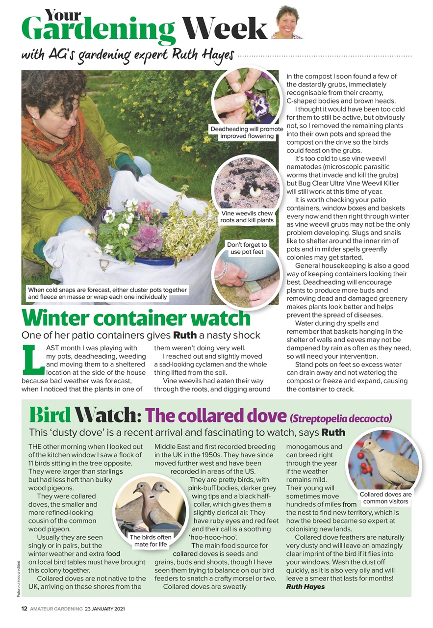 Amateur Gardening Preview Pages