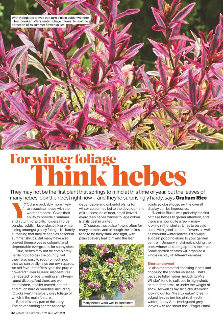 Amateur Gardening Preview Pages