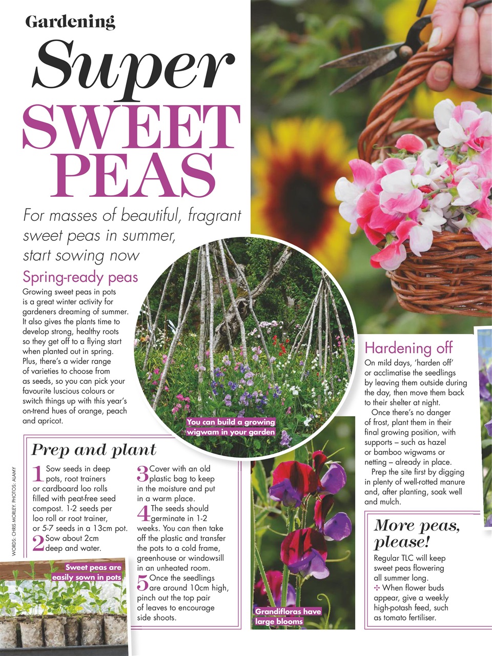 Woman's Weekly Preview Pages