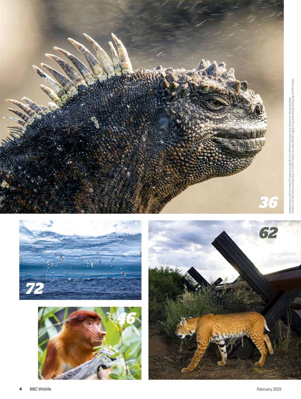 BBC Wildlife Magazine Preview Pages