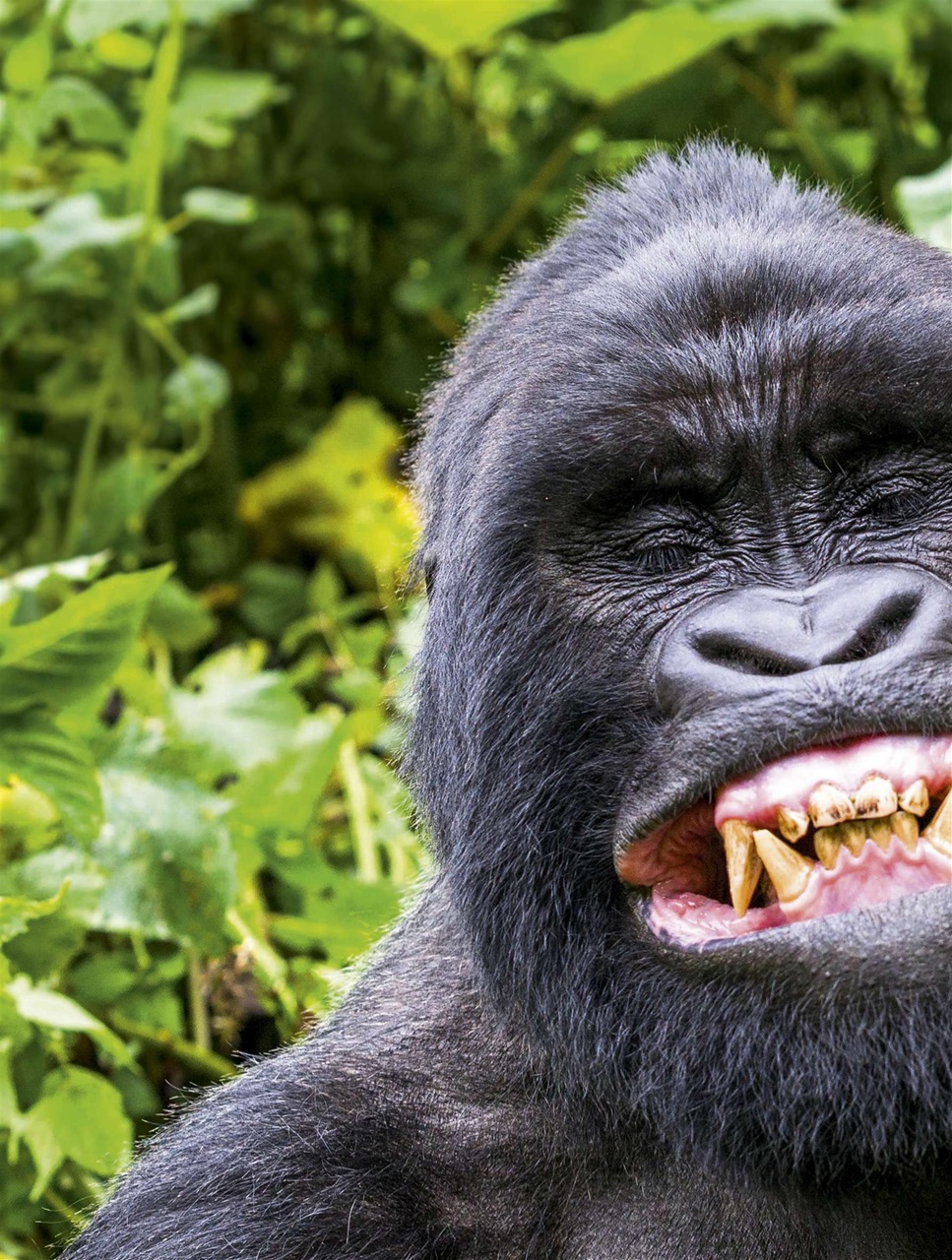 BBC Wildlife Magazine Preview Pages