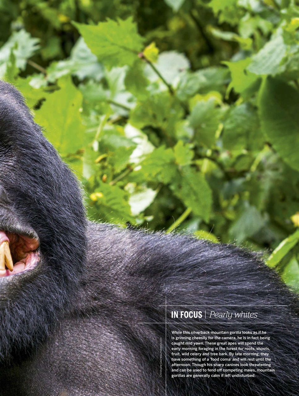 BBC Wildlife Magazine Preview Pages