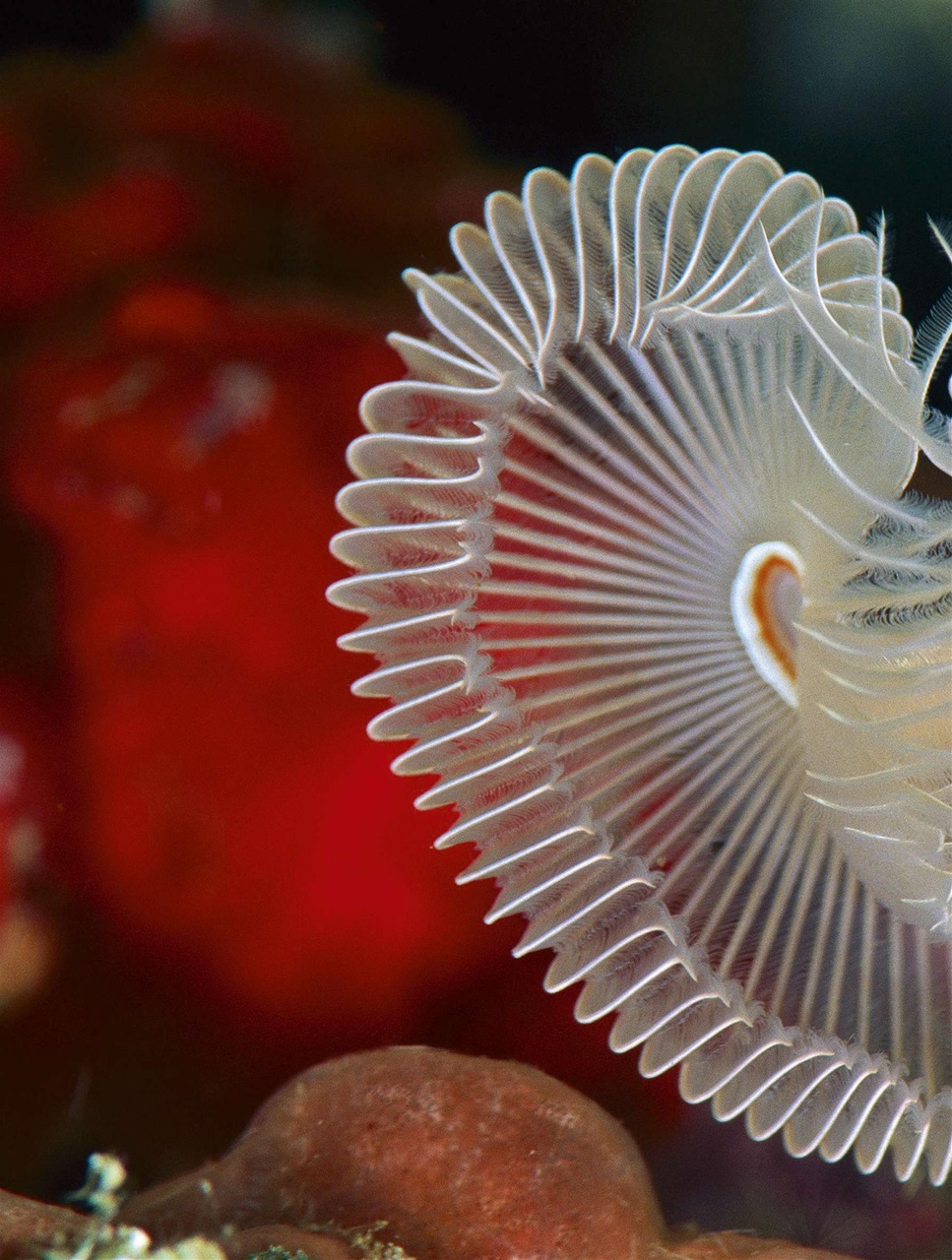 BBC Wildlife Magazine Preview Pages