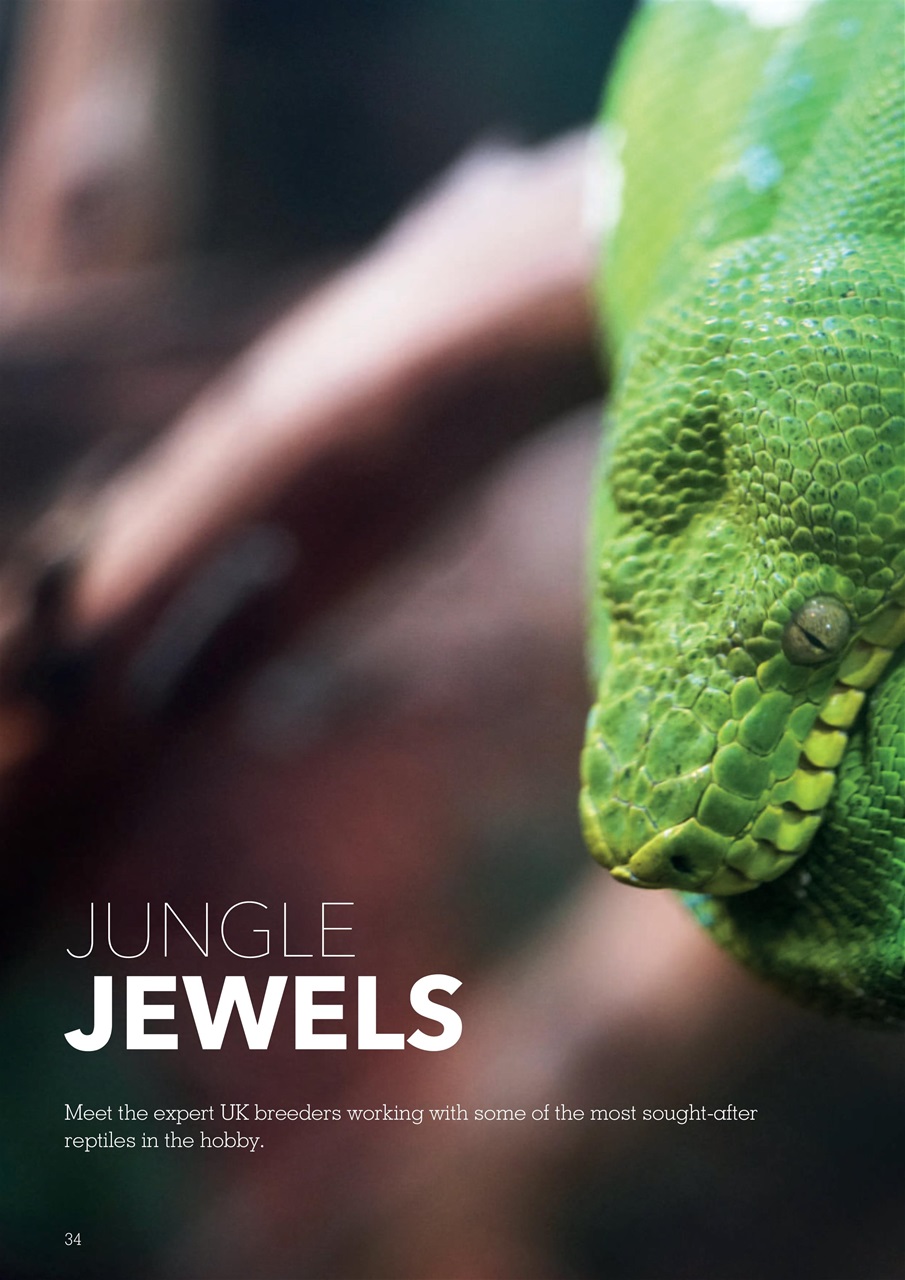 Exotics Keeper Preview Pages