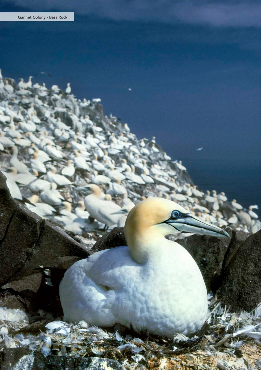 Scottish Islands Explorer Preview Pages