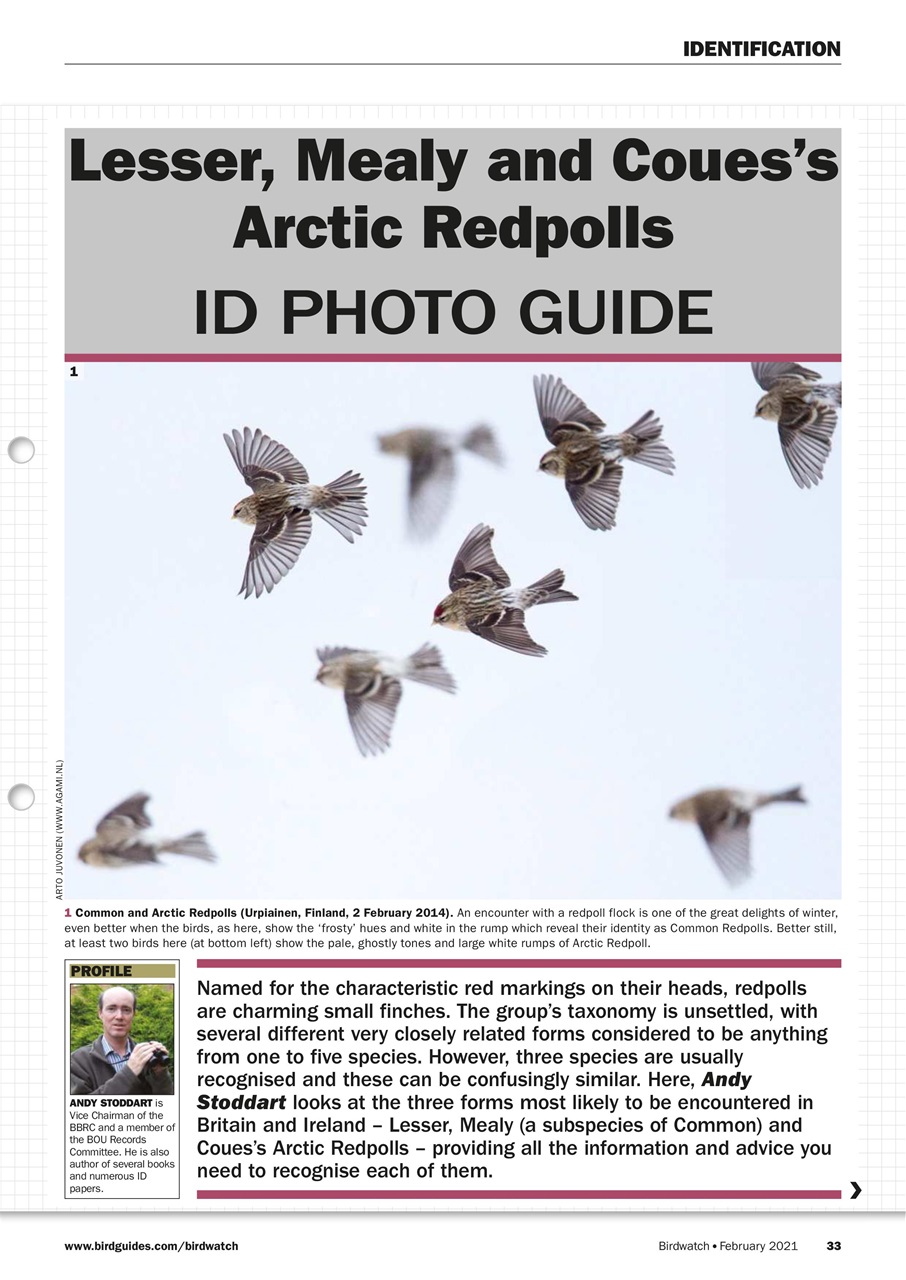 Birdwatch Magazine Preview Pages