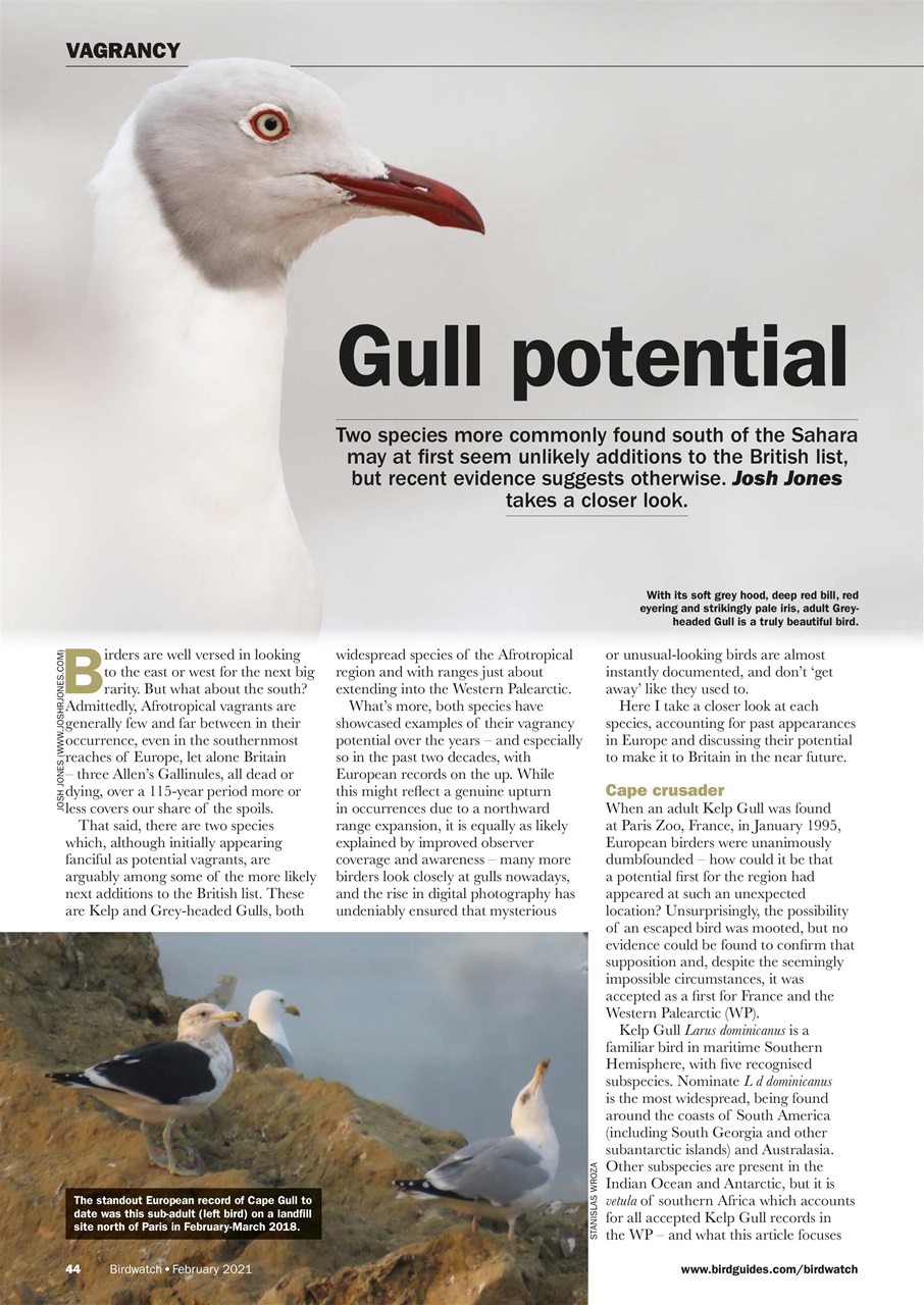 Birdwatch Magazine Preview Pages