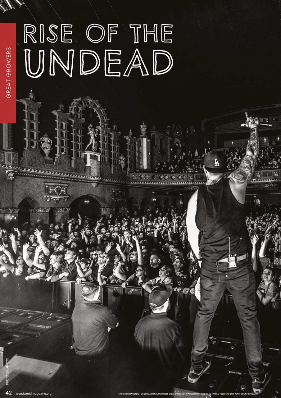 Weed World Preview Pages