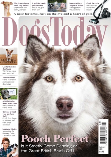 Dogs Today Magazine issue 