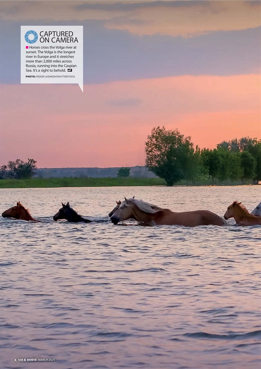 Your Horse Preview Pages