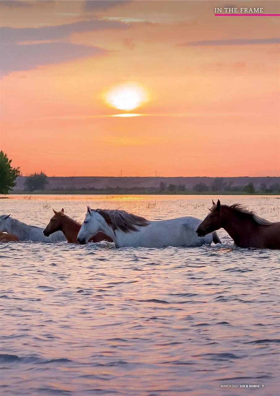 Your Horse Preview Pages