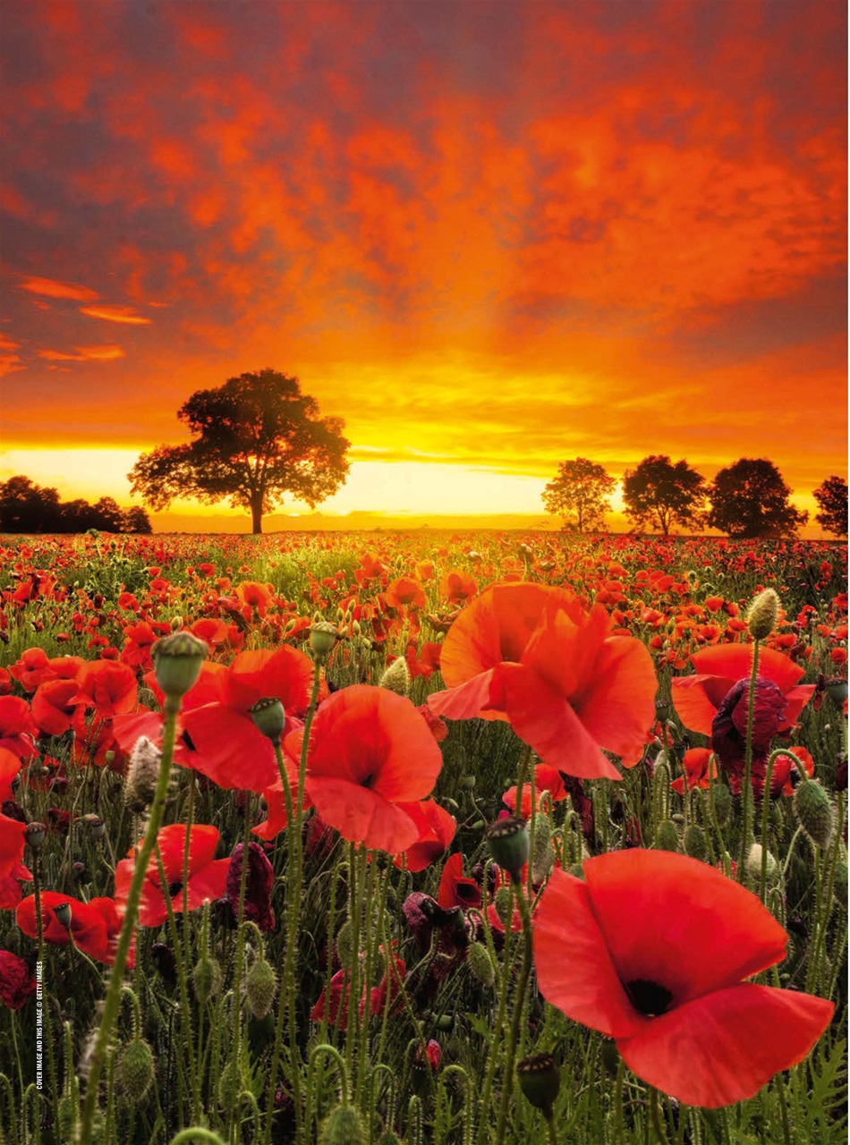 Improve Your Photography Preview Pages