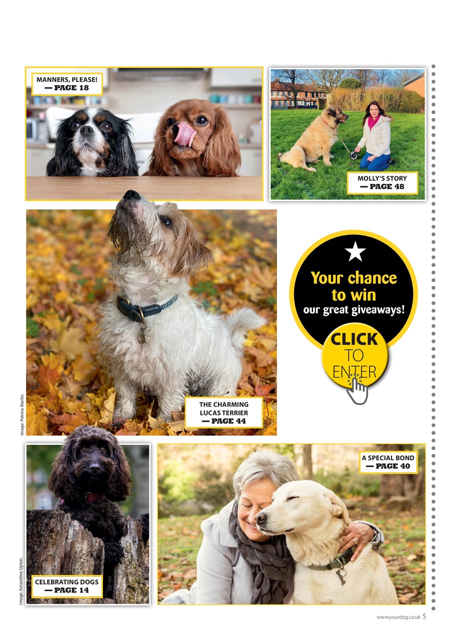 Your Dog Preview Pages