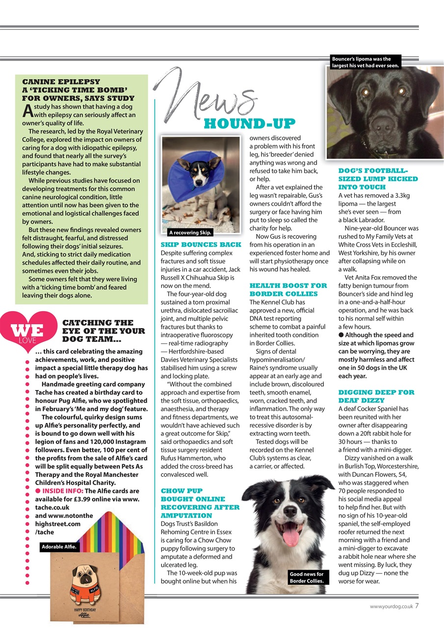 Your Dog Preview Pages