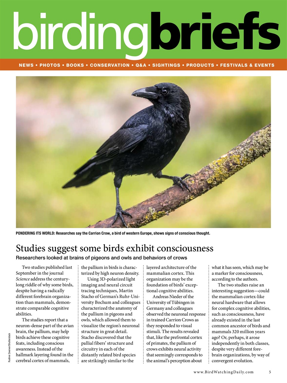 BirdWatching Preview Pages