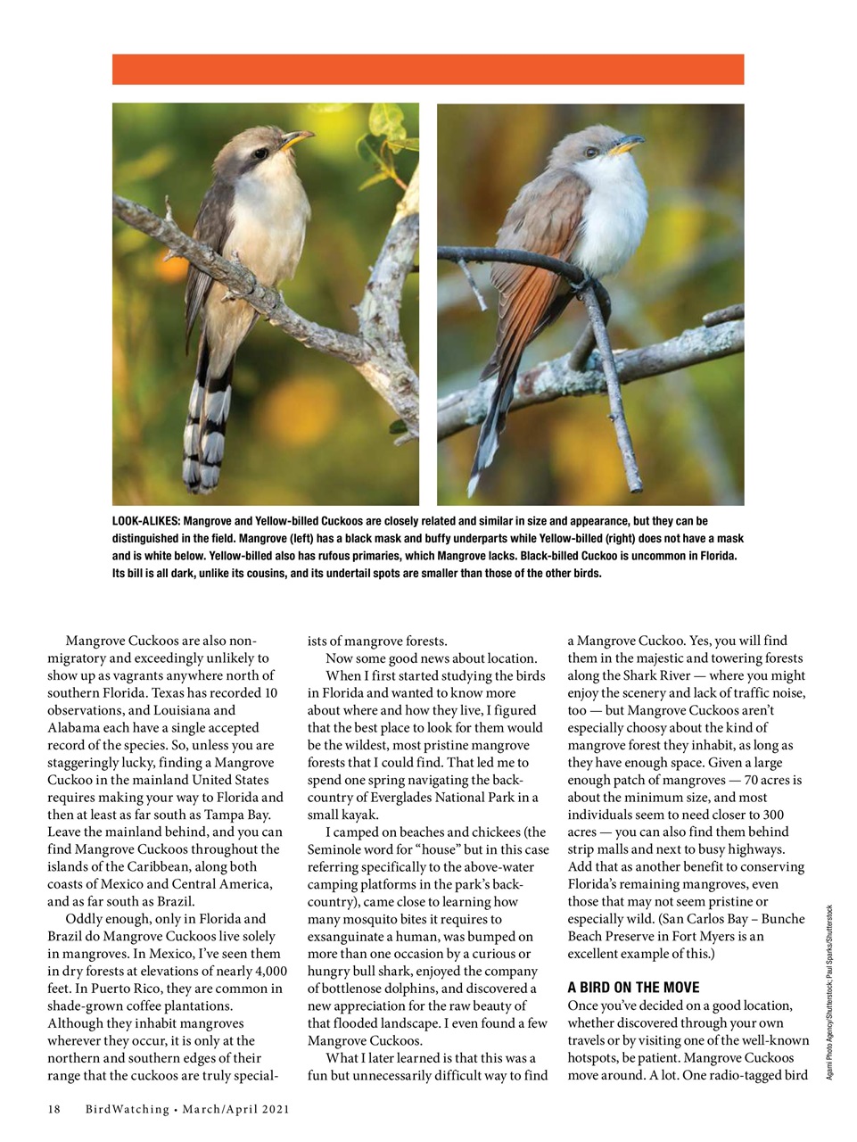 BirdWatching Preview Pages