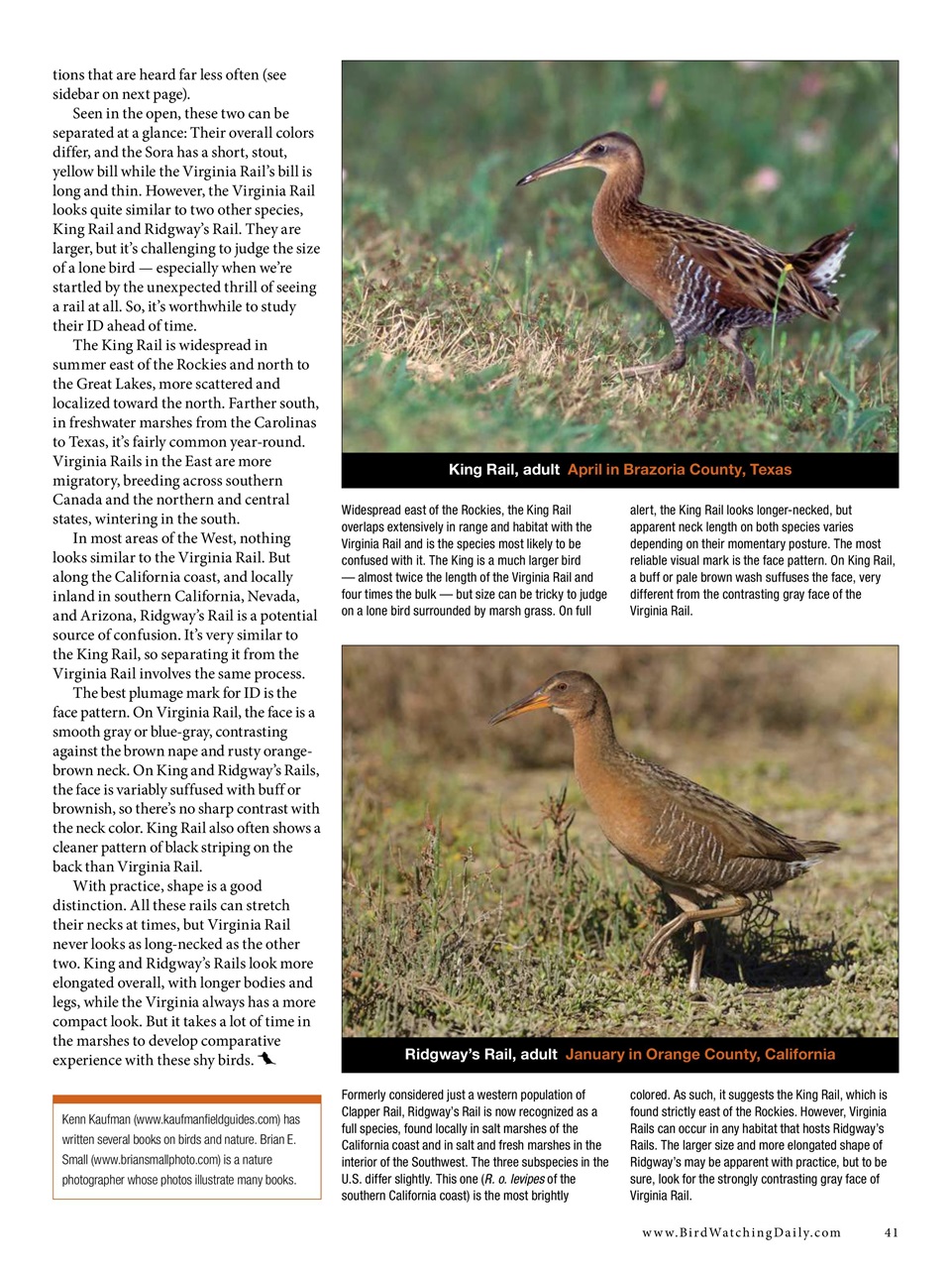 BirdWatching Preview Pages